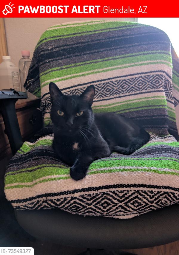 Lost Male Cat last seen Questra and 37th dr, Glendale, AZ 85310