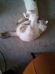 Reunited Male Cat last seen Nicolette and W. 77th St, Richfield, MN 55423