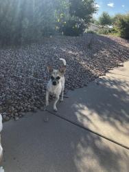 Found/Stray Unknown Dog last seen AZ Ave and Knox, Chandler, AZ 85225