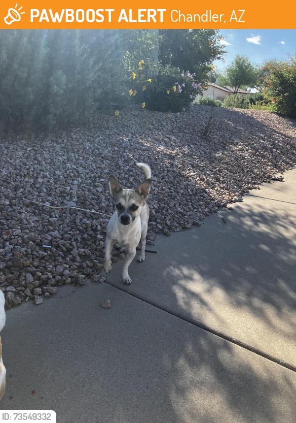Found/Stray Unknown Dog last seen AZ Ave and Knox, Chandler, AZ 85225