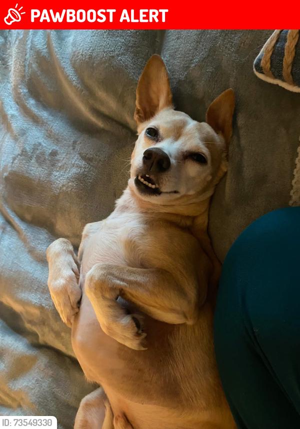 Lost Male Dog last seen Emerald village, Fort Walton Beach, FL 32547