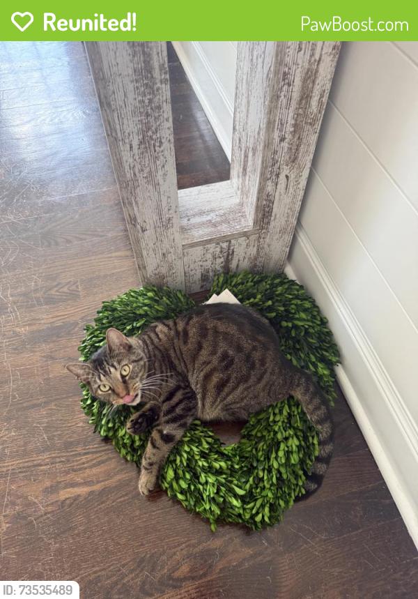 Reunited Female Cat last seen Greenfield Hill, Fairfield, CT 06824, USA, Fairfield, CT 06824