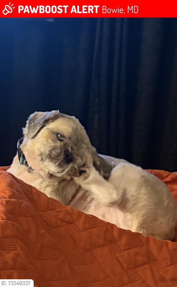 Lost Male Dog last seen Meadow Ridge and Lotsford Vista Rd, Bowie, MD 20721