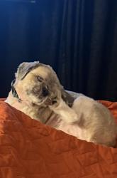 Lost Male Dog last seen Meadow Ridge and Lotsford Vista Rd, Bowie, MD 20721