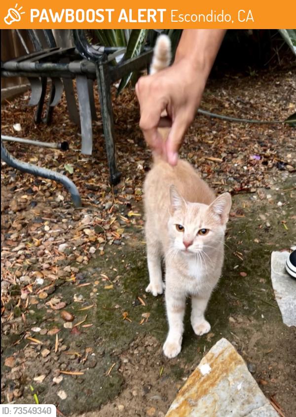 Found/Stray Male Cat last seen Wild oak ln, Escondido, CA 92027