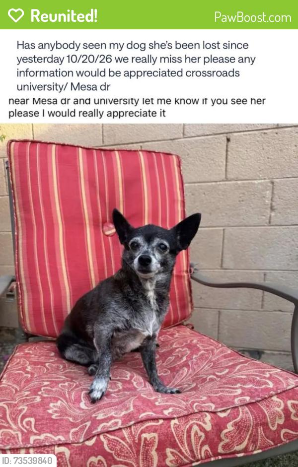 Reunited Female Dog last seen Mesa dr and university, Mesa, AZ 85210