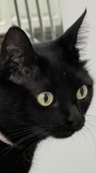 Reunited Female Cat last seen Near nw 59th manor, Coconut Creek, FL 33073