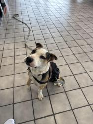 Reunited Male Dog last seen Auto star, Hendersonville, NC 28792