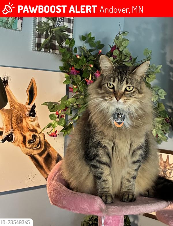 Lost Male Cat last seen Bunker Hill ests, Andover, MN 55304