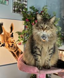 Lost Male Cat last seen Bunker Hill ests, Andover, MN 55304
