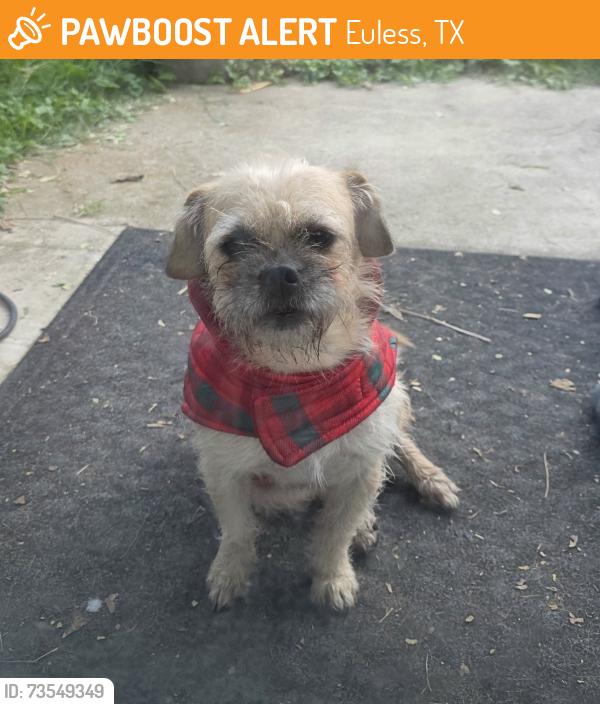 Found/Stray Male Dog last seen Hurstview, Euless, TX 76039