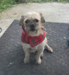 Found/Stray Male Dog last seen Hurstview, Euless, TX 76039