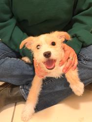 Found/Stray Female Dog last seen Rosemont and bellavue, Los Angeles, CA 90026