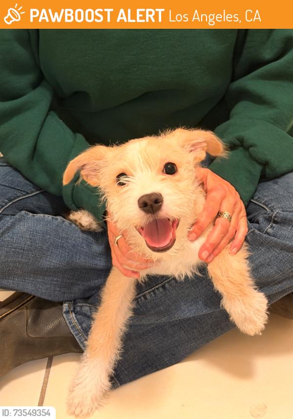 Found/Stray Female Dog last seen Rosemont and bellavue, Los Angeles, CA 90026