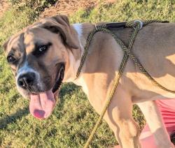 Shelter Stray Male Dog last seen CHARLOTTE, 8315 Byrum Dr, Charlotte, NC 28217, USA