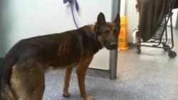 Shelter Stray Male Dog last seen CHARLOTTE, 8315 Byrum Dr, Charlotte, NC 28217, USA