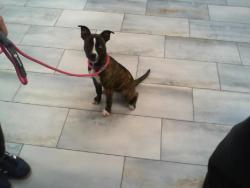 Shelter Stray Female Dog last seen CHARLOTTE, 8315 Byrum Dr, Charlotte, NC 28217, USA