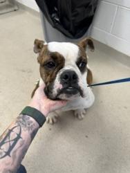Shelter Stray Female Dog last seen MEBANE AC, 221 Stone Quarry Rd, Burlington, NC 27217, USA