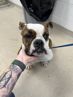Shelter Stray Female Dog last seen MEBANE AC, 221 Stone Quarry Rd, Burlington, NC 27217, USA
