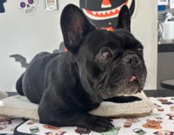 Shelter Stray Male Dog last seen , 957 N Gaffey St, San Pedro, CA 90731, USA