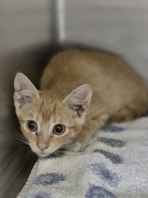 Shelter Stray Male Cat last seen OTHER CO, 4850 Mid Rivers Mall Dr, St Peters, MO 63376, USA