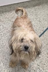 Shelter Stray Male Dog last seen Near BLOCK FULLERTON ST. DETROIT,MI 48238, 1431 E Ferry St, Detroit, MI 48211, USA