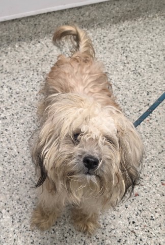 Shelter Stray Male Dog last seen Near BLOCK FULLERTON ST. DETROIT,MI 48238, 1431 E Ferry St, Detroit, MI 48211, USA