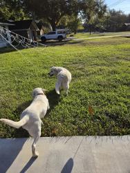 Reunited Unknown Dog last seen Magnolia Ln, Chandler, TX 75758, USA, Chandler, TX 75758