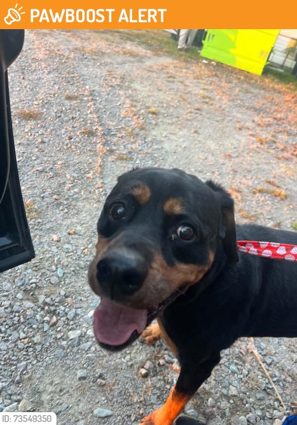 Found/Stray Unknown Dog last seen Tom Starling, Cumberland County, NC 28306