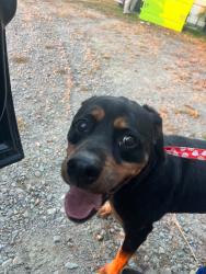 Found/Stray Unknown Dog last seen Tom Starling, Cumberland County, NC 28306