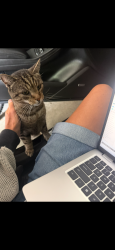 Reunited Male Cat last seen Chadmore Dr, Cary, NC 27518, USA, Cary, NC 27518