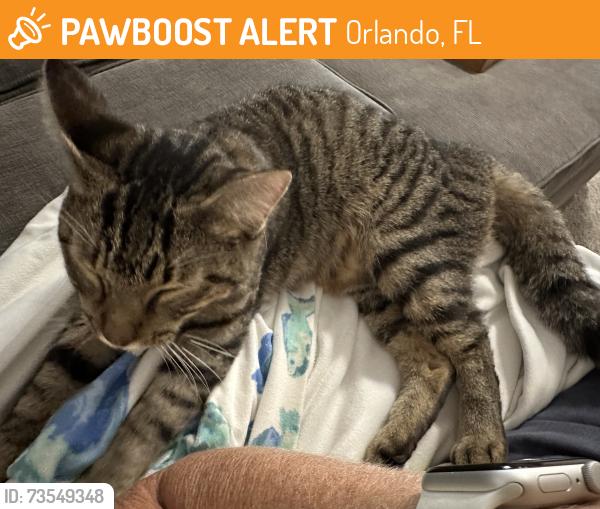 Found/Stray Female Cat last seen Lake Margaret and Bay Tree, Orlando, FL 32806