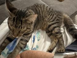 Found/Stray Female Cat last seen Lake Margaret and Bay Tree, Orlando, FL 32806
