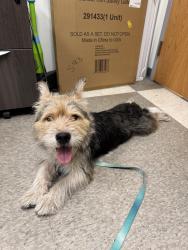 Found/Stray Male Dog last seen Near S 10th St Philadelphia, PA 19148, Philadelphia, PA 19148