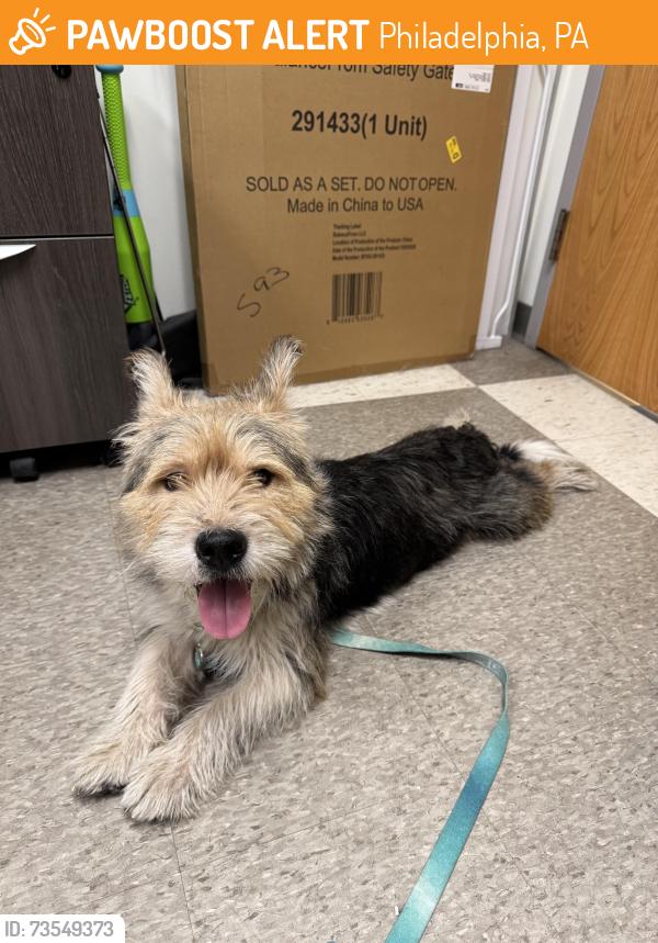 Found/Stray Male Dog last seen Near S 10th St Philadelphia, PA 19148, Philadelphia, PA 19148