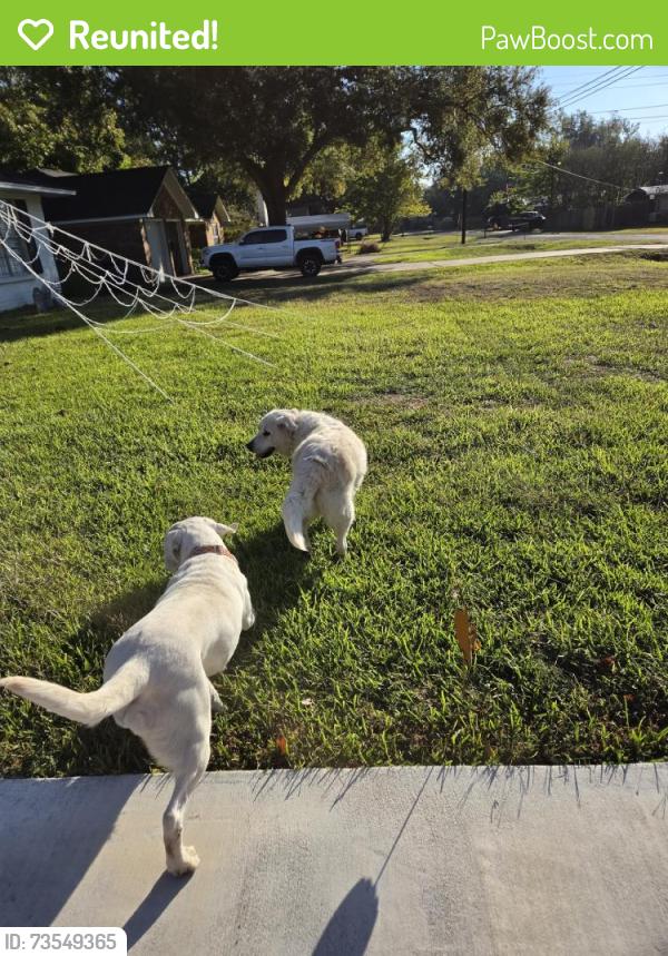 Reunited Unknown Dog last seen Magnolia Ln, Chandler, TX 75758, USA, Chandler, TX 75758