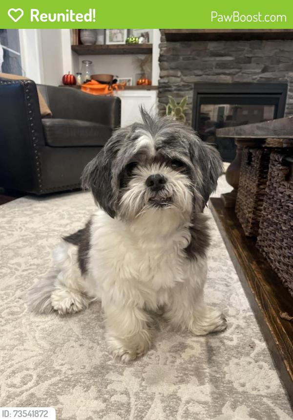 Reunited Female Dog last seen Skymark Lane, Sewickley PA, Sewickley, PA 15143