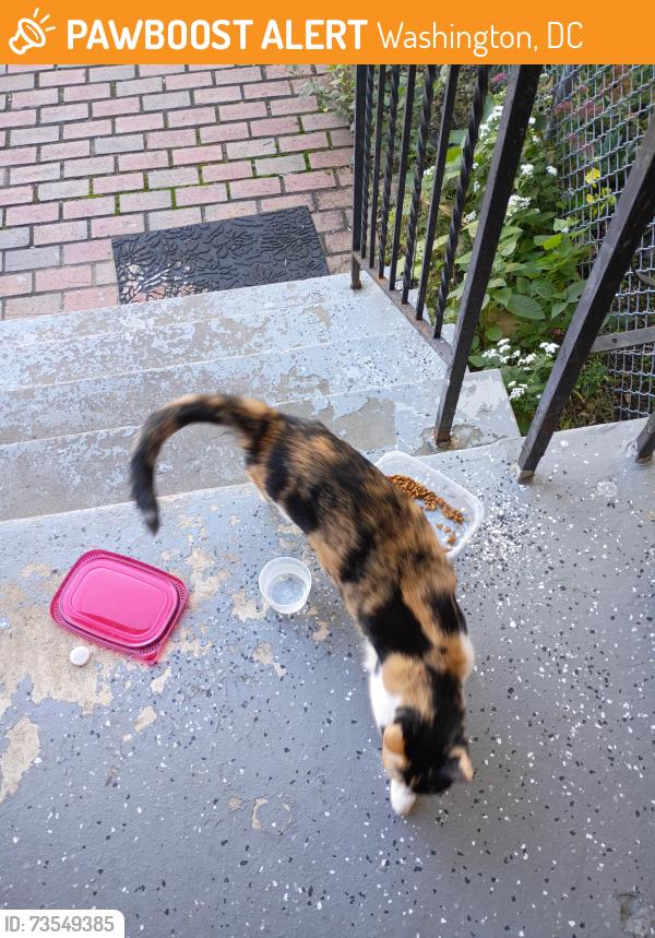 Found/Stray Female Cat last seen Kansas ave, Washington, DC 20011