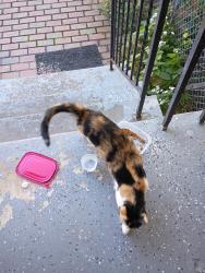 Found/Stray Female Cat last seen Kansas ave, Washington, DC 20011