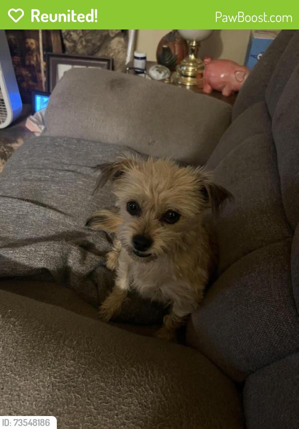 Reunited Female Dog last seen Near Canyon St, Richland, WA 99352, USA, Richland, WA 99352