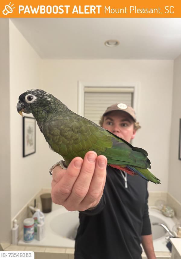 Found/Stray Unknown Bird last seen Bowman Place, Mount Pleasant, SC 29464