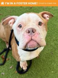 Shelter Stray Female Dog last seen Near Arson ave, 21225, MD, 2490 Giles Rd, Baltimore, MD 21225, USA