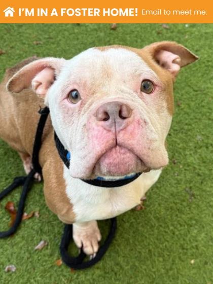 Shelter Stray Female Dog last seen Near Arson ave, 21225, MD, 2490 Giles Rd, Baltimore, MD 21225, USA