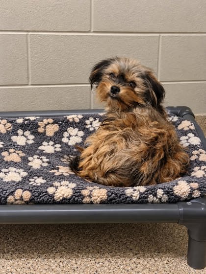Shelter Stray Unknown Dog last seen Near GRANT RD PICKENS, SC 29671, PICKENS COUNTY, SC, 193 County Farm Rd, Pickens, SC 29671, USA