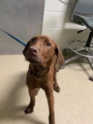 Shelter Stray Male Dog last seen Near Martin St, East District,, 355 Hillshire Dr, Haslet, TX 76052, USA
