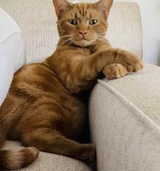 Lost Male Cat last seen 183rd and Ridgeview, Olathe, KS 66062