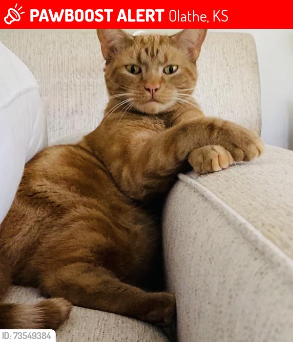 Lost Male Cat last seen 183rd and Ridgeview, Olathe, KS 66062