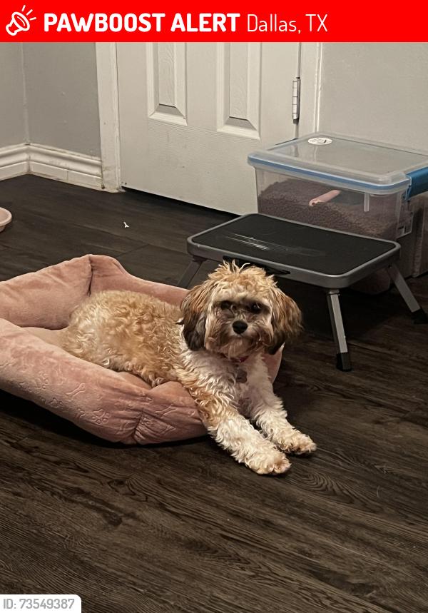 Lost Female Dog last seen Lina St, Dallas, TX 75287