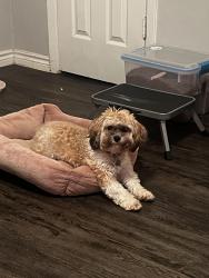 Lost Female Dog last seen Lina St, Dallas, TX 75287