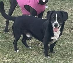 Reunited Male Dog last seen Bannister and winding, Fair Oaks, CA 95628